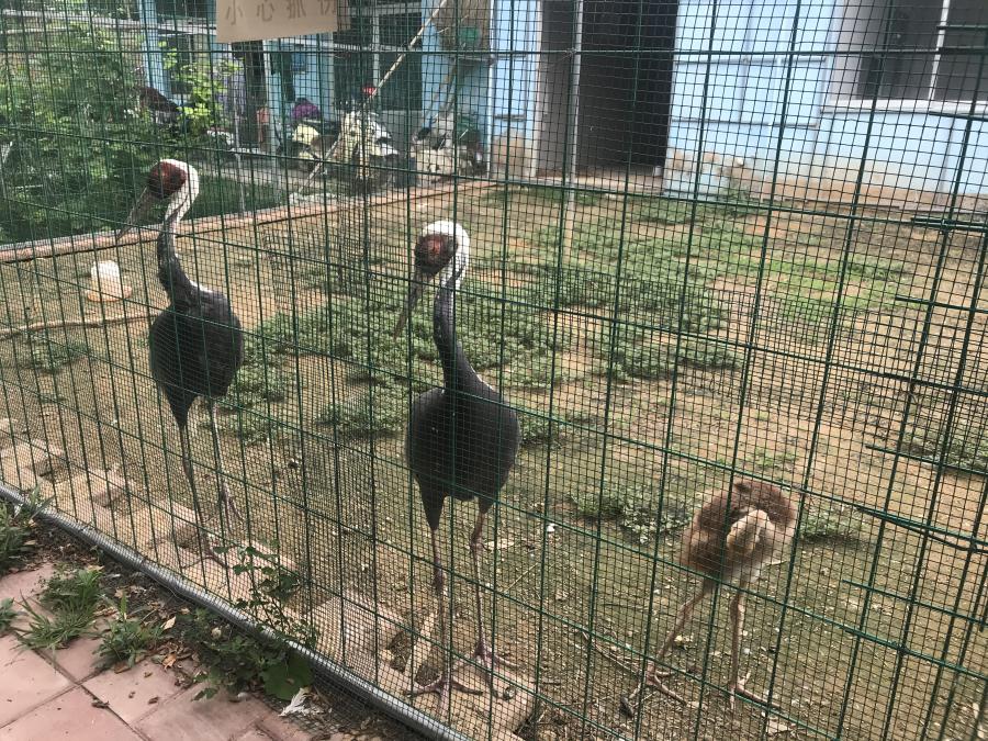 天鵝湖風(fēng)景區(qū)（泰山）速覽！(圖6)