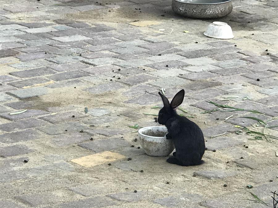 天鵝湖風(fēng)景區(qū)（泰山）速覽！(圖7)