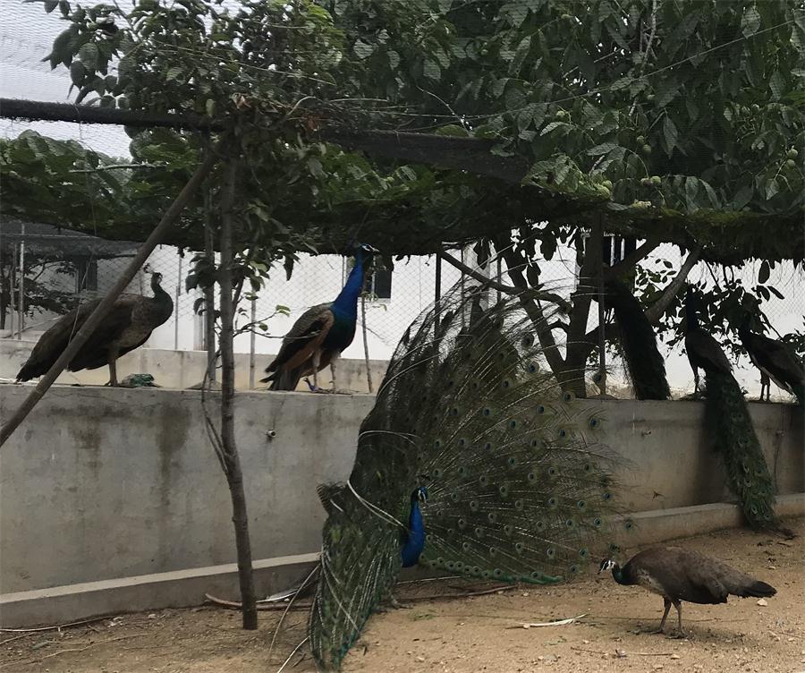 天鵝湖風(fēng)景區(qū)（泰山）速覽！(圖11)