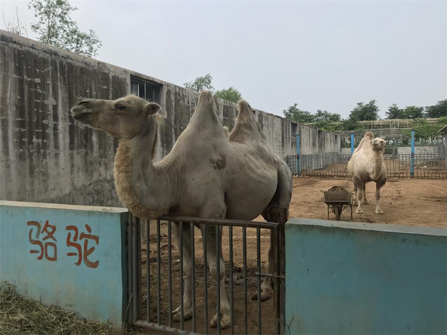 天鵝湖風(fēng)景區(qū)（泰山）速覽！(圖8)