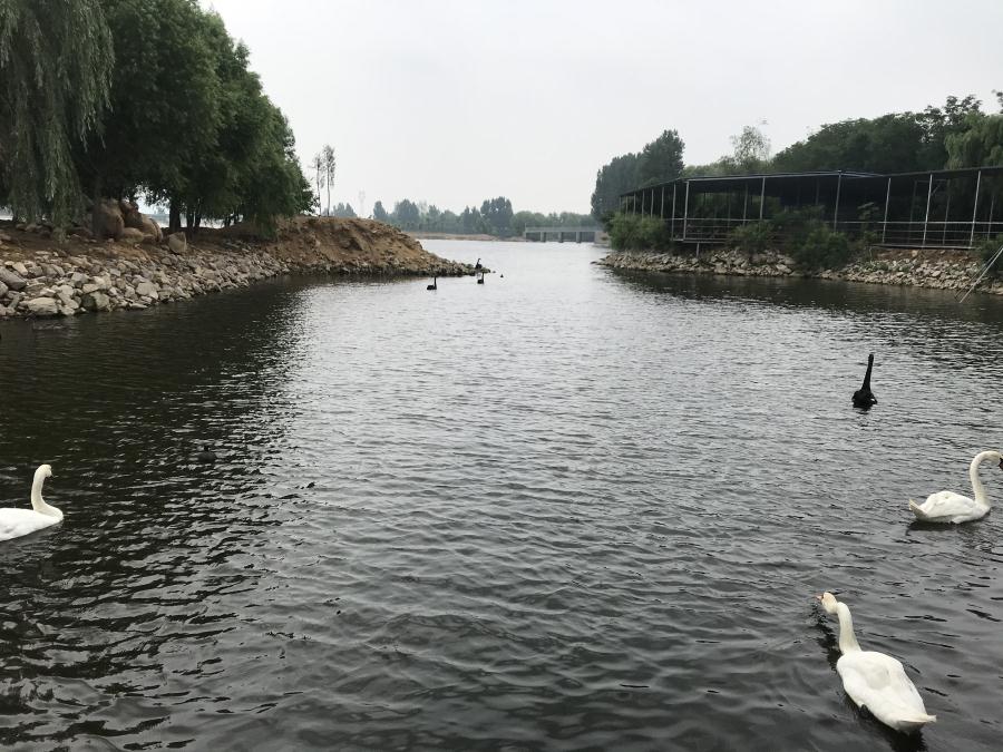 天鵝湖風(fēng)景區(qū)（泰山）速覽！(圖14)