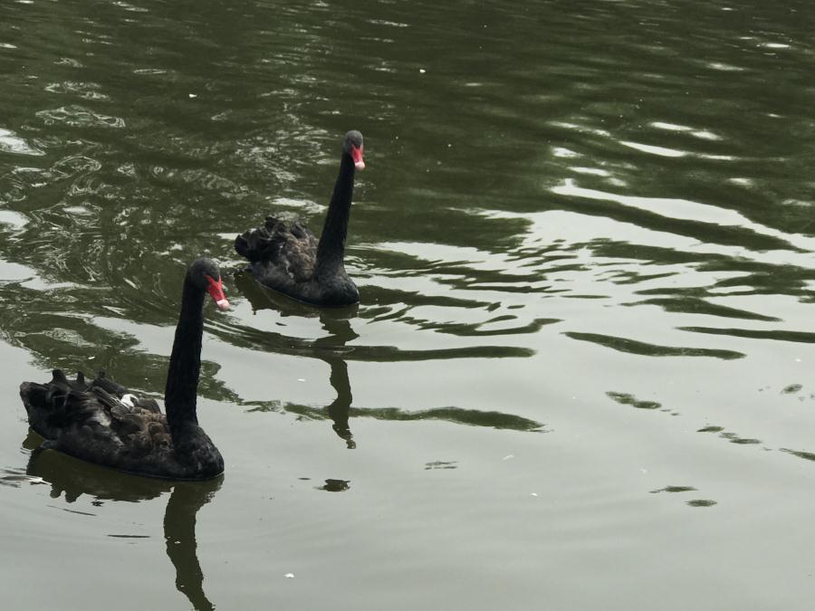 天鵝湖風(fēng)景區(qū)（泰山）速覽！(圖13)