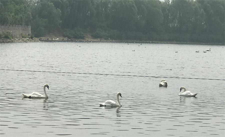 天鵝湖風(fēng)景區(qū)（泰山）速覽！(圖18)