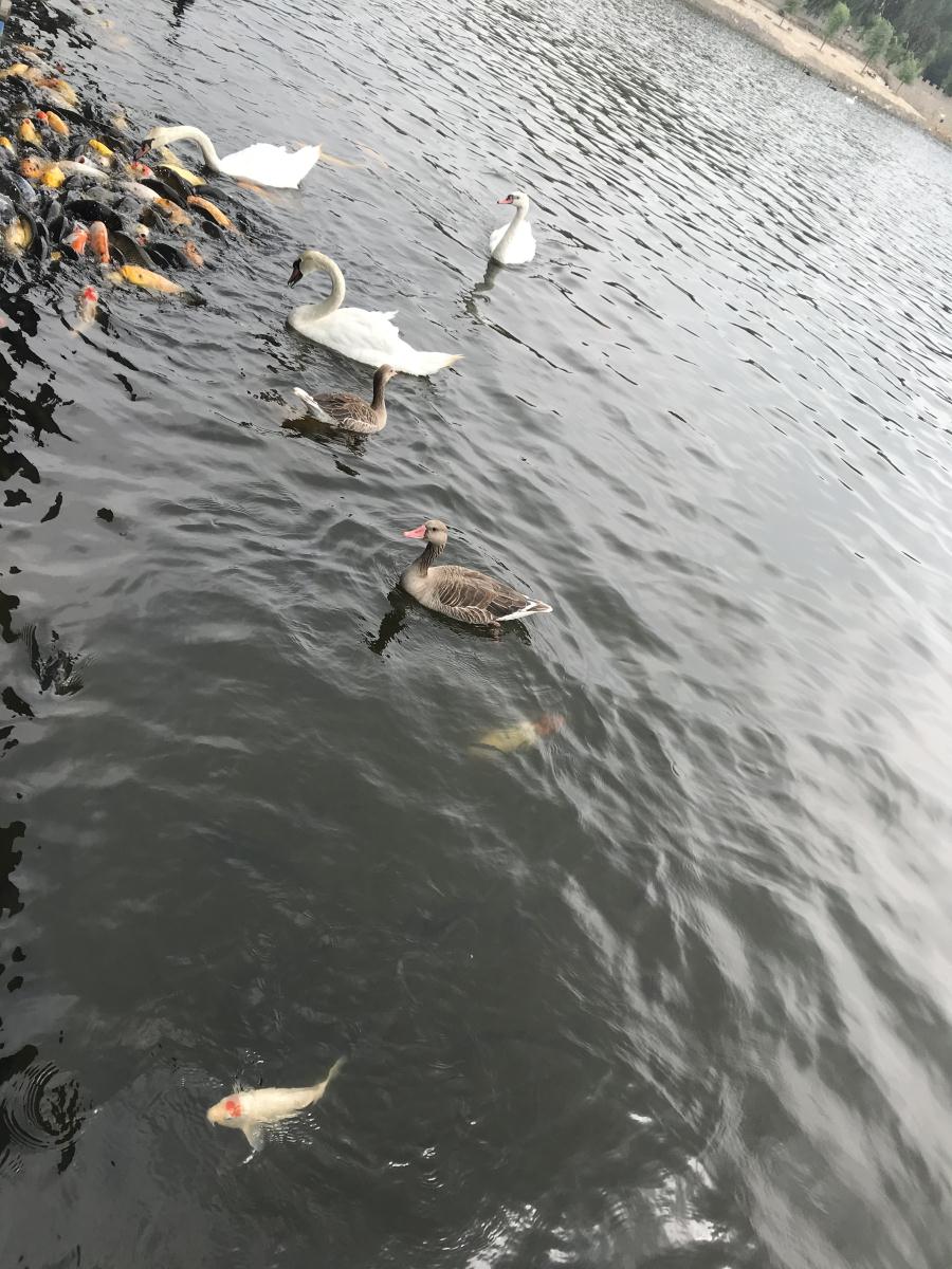 天鵝湖風(fēng)景區(qū)（泰山）速覽！(圖17)