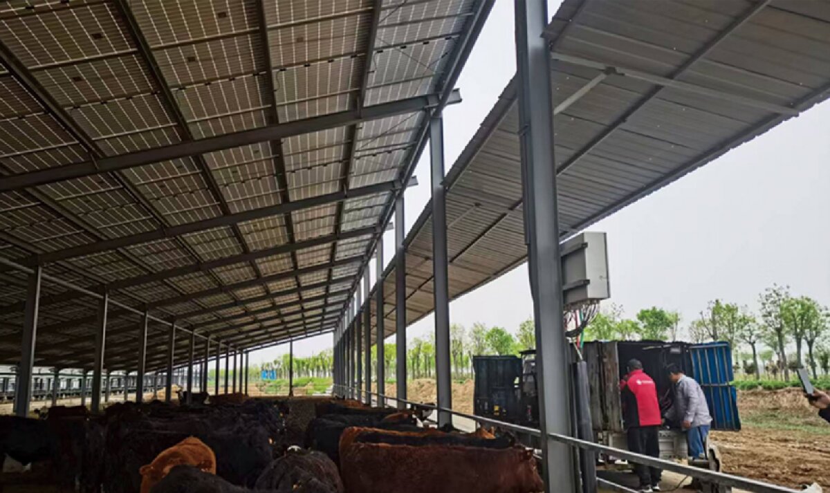 信橋鋼構(gòu)：打卡蒙陰農(nóng)業(yè)溫室大棚、青州黑牛養(yǎng)殖基地！(圖4)