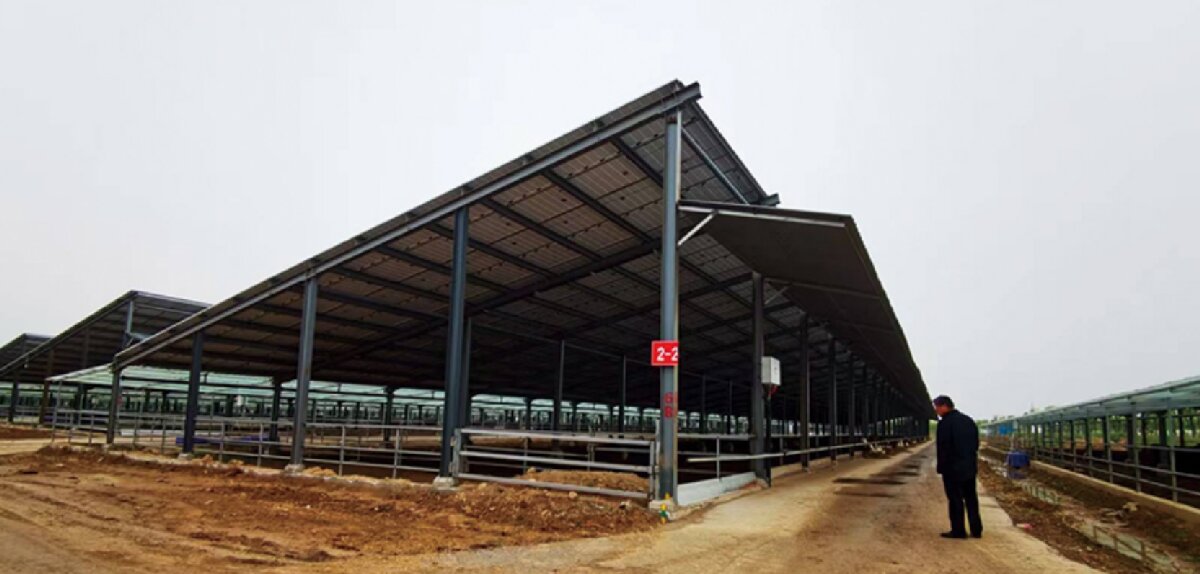 信橋鋼構(gòu)：打卡蒙陰農(nóng)業(yè)溫室大棚、青州黑牛養(yǎng)殖基地！(圖5)